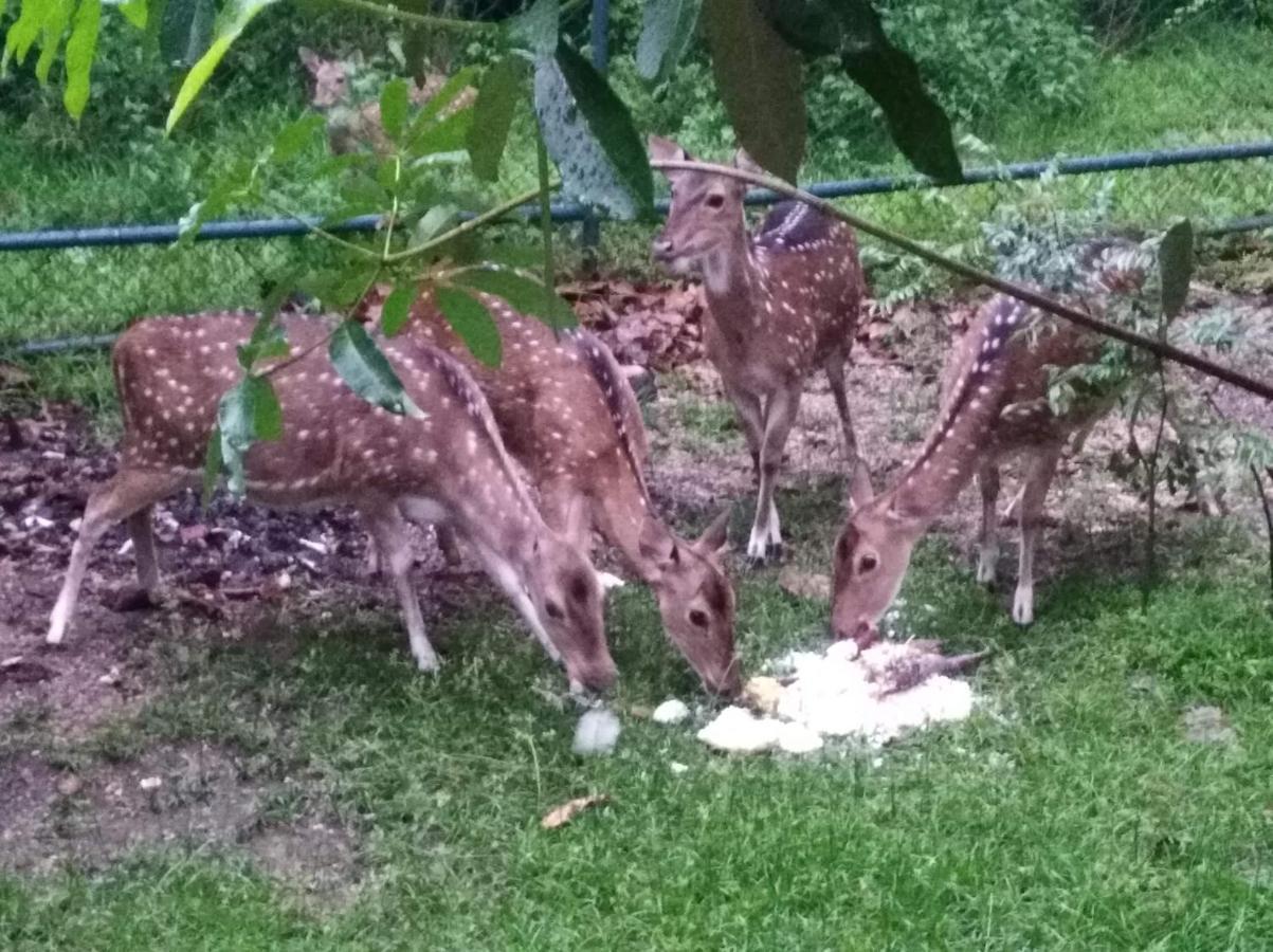 Deer Garden Guest Hotell Polonnaruwa Eksteriør bilde