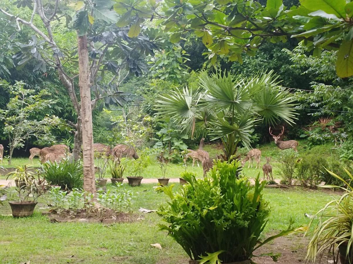 Deer Garden Guest Hotell Polonnaruwa Eksteriør bilde