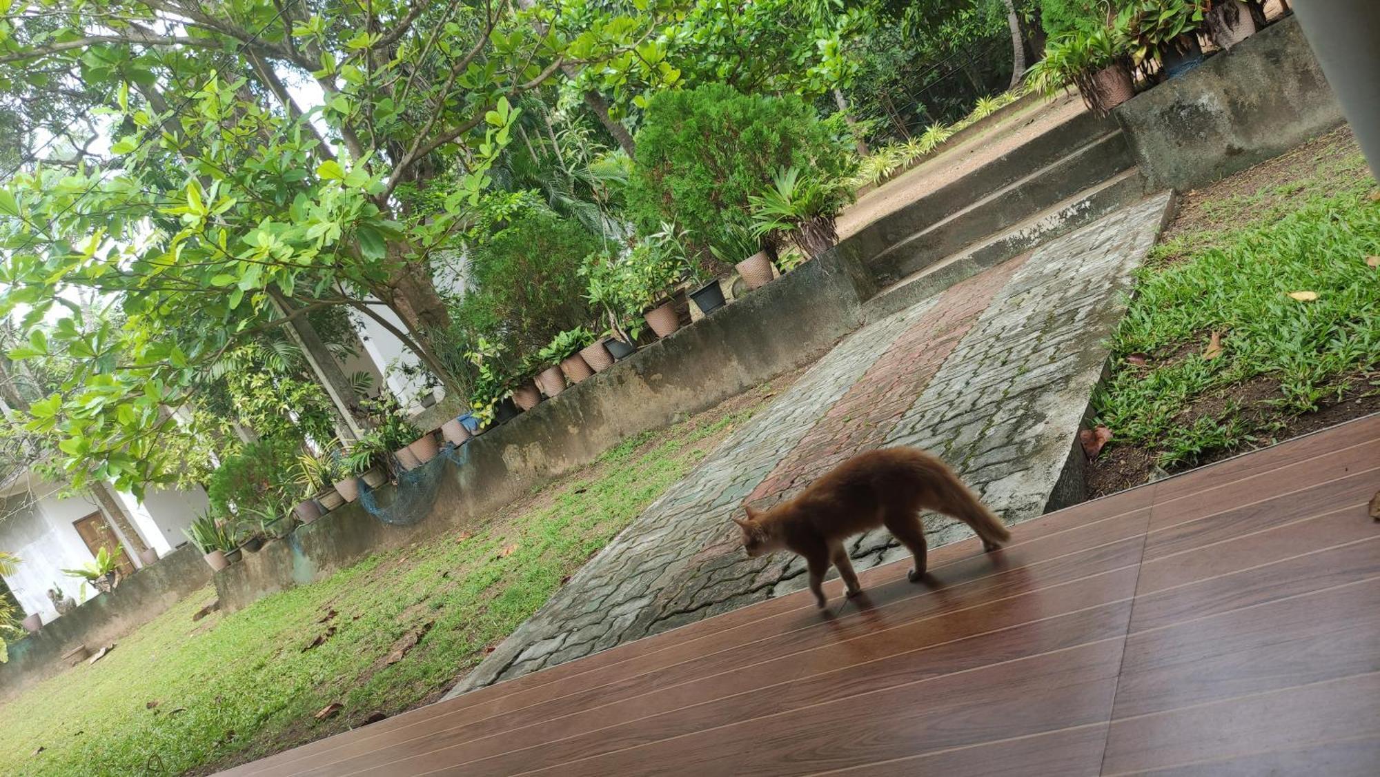 Deer Garden Guest Hotell Polonnaruwa Eksteriør bilde